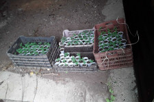 Újabb 120 tő kannabiszt találtak a rendőrök Hódmezővásárhelyen