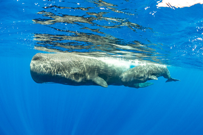 Igen, tényleg a spermáról kapta az angol nevét az egyik legnagyobb bálnafaj, de nem azért, amiért gondolná