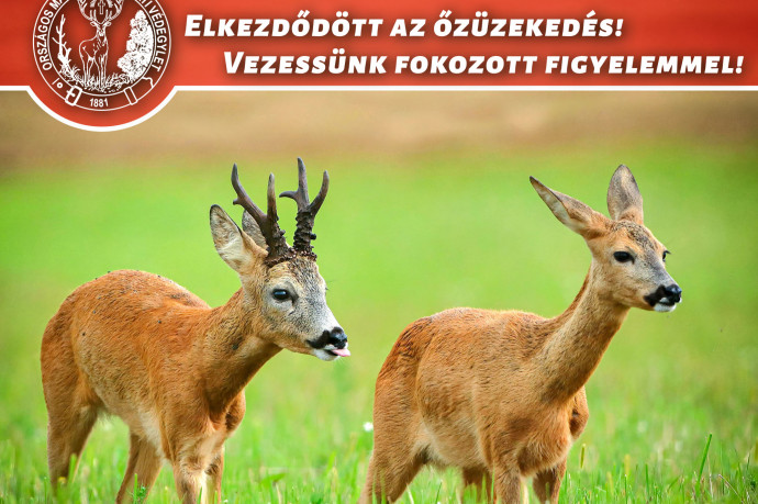Autósok, vigyázat: indul az üzekedés
