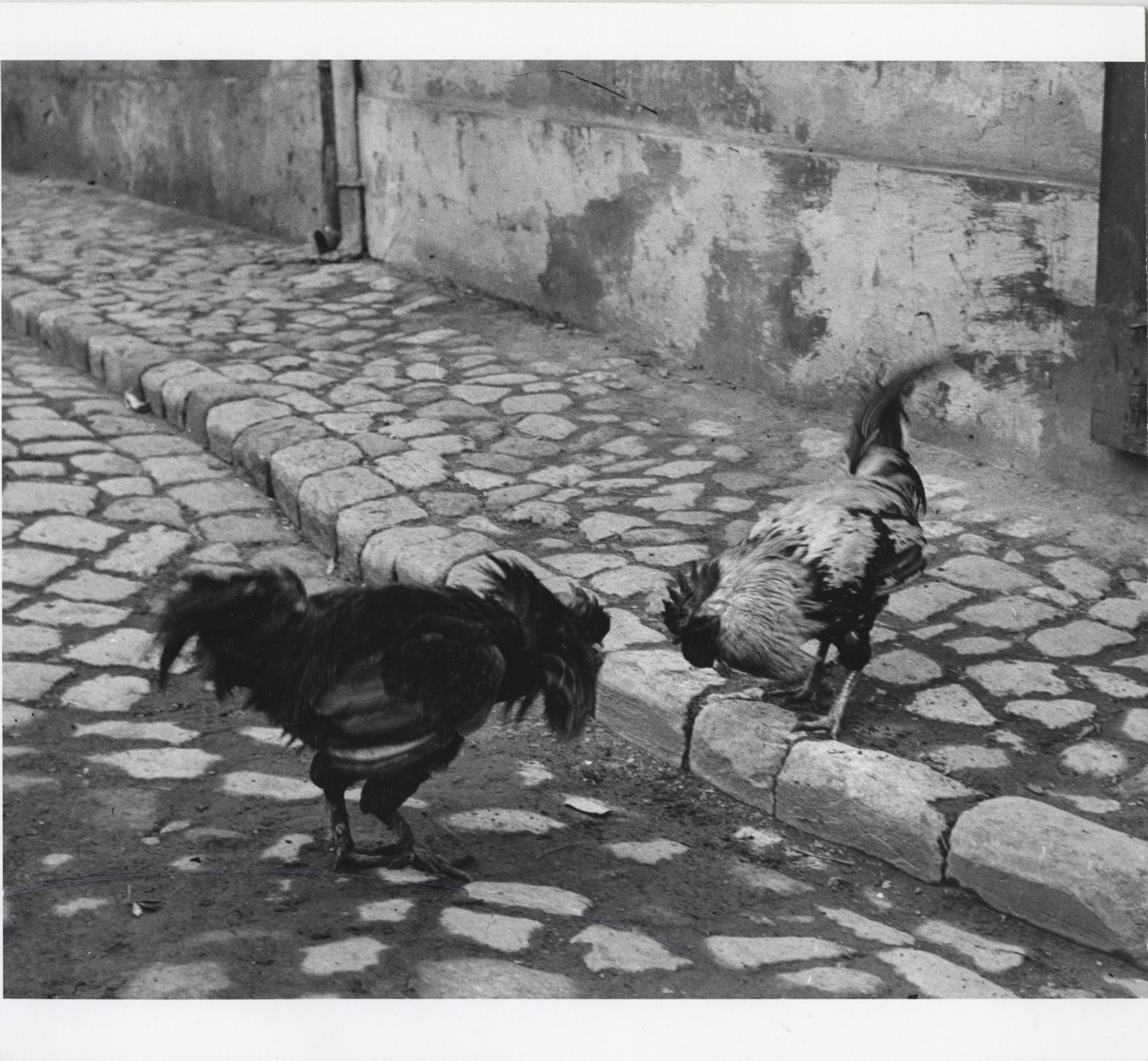 André Kertész – Kakasviadal. Rácváros, Budapest, Magyarország, 1920. február 19./1967 © Az André Kertész Emlékmúzeum, Szigetbecse jóvoltából