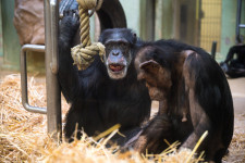 Gorillabébiket öltek a csimpánzok Afrikában, a kutatók szerint a táplálékforrások csökkenése vezethet a viselkedéshez