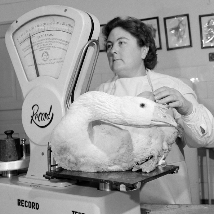 A harmadik leginkább túlsúlyos uniós tagállam vagyunk, a csehekkel holtversenyben