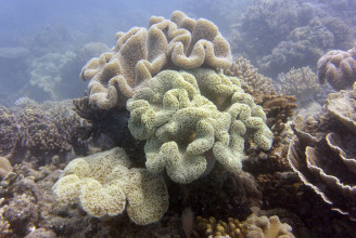 Nem kerül veszélyeztetett kategóriába a Nagy-korallzátony