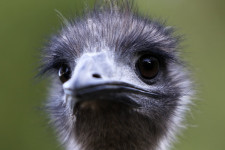 Visszavárja családja Pusztaszerre az elszökött, szotyirajongó emut