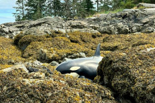Sziklák közé sodródott Alaszkánál egy kardszárnyú delfin, hatórás akcióval sikerült megmenteni
