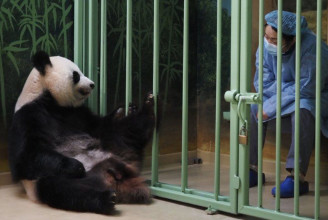 Kicsi, rózsaszín pandaikrek születtek egy francia állatkertben