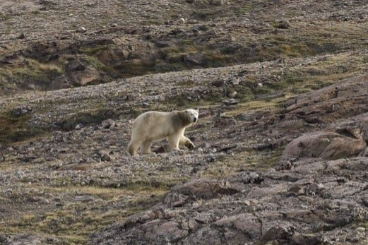 Az éjszaka közepén támadt filmesekre egy jegesmedve Grönlandon