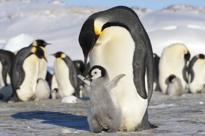 Császárpingvin a kicsinyével. Fotó: SAMUEL BLANC / Biosphoto / Biosphoto via AFP