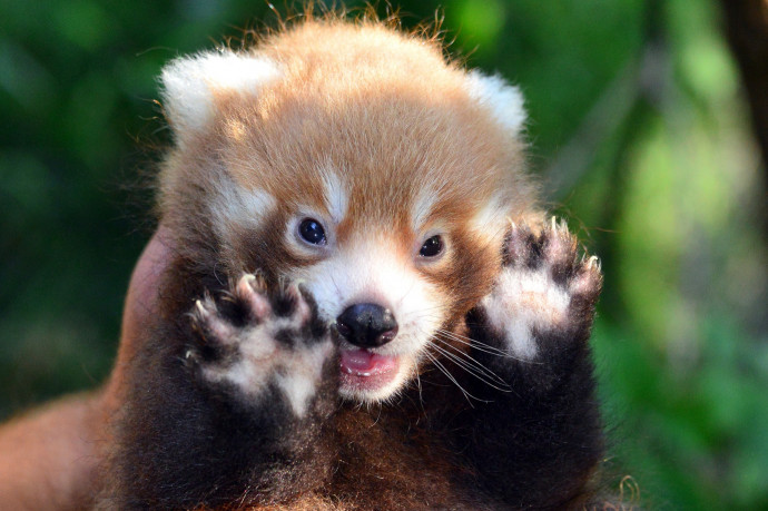 Itt a Fővárosi Állat- és Növénykert legújabb pandabébije
