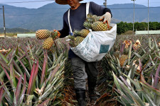 Vesztésre áll Kína az ananászháborúban