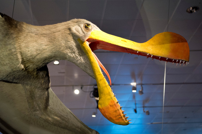 Óriási repülő őshüllő maradványát fedezték fel Ausztráliában