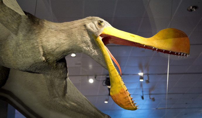 Egy pteroszaurusz preparátuma az Amerikai Természettudományi Múzeumban, New Yorkban – Fotó: Don Emmert / AFP