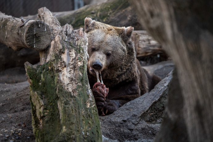 Emberre támadt egy medve Szlovéniában, de mivel nem volt más választása, nem lövik ki