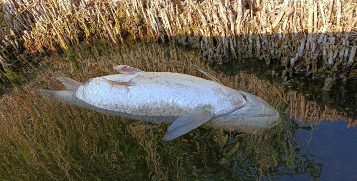 Elpusztult hal lebeg a víz színén – Fotó: Facebook / Civilek a Velencei-tóért