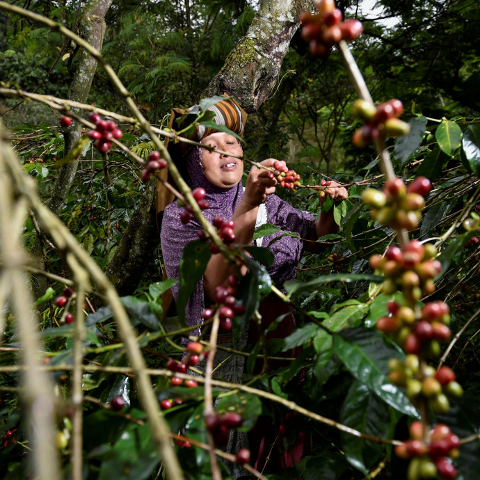 Egyre drágább a kávé, de ez látszólag senkit sem zavar
