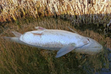 1800 kiló hal pusztulhatott el a Velencei-tóban az elmúlt napokban