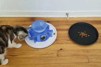 A házi macskáknak eszük ágában sincs dolgozni az ételért, ha erőfeszítés nélkül is hozzájuthatnak, állítja egy kutatás