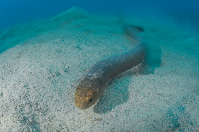 Veszélyesek lehetnek a búvárokra a felizgult tengerikígyók egy tanulmány szerint