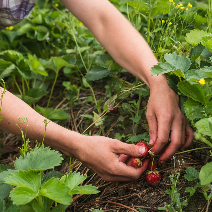 Tizennyolc magyar állította, hogy átvágták egy finn eperföldön, lezárult a vizsgálat