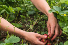 Tizennyolc magyar állította, hogy átvágták egy finn eperföldön, lezárult a vizsgálat