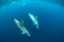 Delfinek vezették egy elveszett úszó nyomára a brit vízimentőket