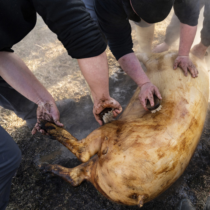 Egyre több sertéshúst eszünk, de ez sem elég ahhoz, hogy a magyar tenyésztőket megmentsük