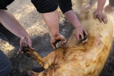 Egyre több sertéshúst eszünk, de ez sem elég ahhoz, hogy a magyar tenyésztőket megmentsük