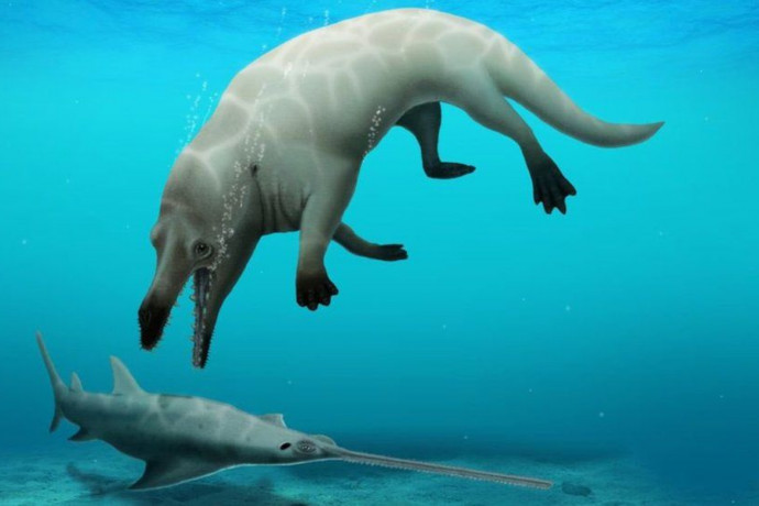 Ősi négylábú bálnafajt fedeztek fel Egyiptomban