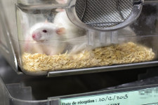 Végre elkezdődhet a kísérleti állatok használatának érdemi csökkentése