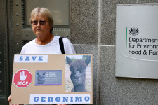 Elaltatták Geronimót, a kétszer is tbc-snek tesztelt alpakát