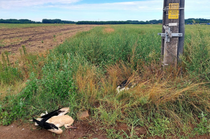 Egy húszezer voltos vezetéket tartó oszlop okoz tömeges gólyapusztulást Kecskemét mellett