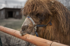 Teveféléket is tenyésztene Mészáros Lőrinc új agrárcége