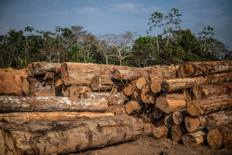 A fafajok 30 százalékát fenyegeti kihalás