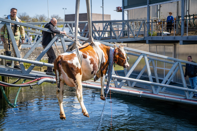 Vízen lebegő tehenészettel küzdenek holland gazdák a tengerszint emelkedése ellen