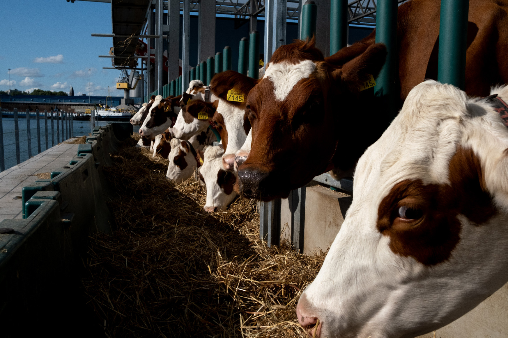 Vízen lebegő tehenészettel küzdenek holland gazdák a tengerszint emelkedése ellen