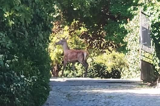 Szarvasbika tévedt a Gellért-hegyre