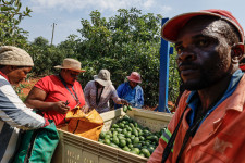 Dél-Afrikában fegyveres őrökkel vigyáznak a zöld aranyra, az avokádóra