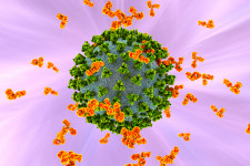 Amerikai virológusok szerint egyes emberek olyan antitesteket termelnek, amik megvédik őket az eddig ismert összes koronavírus-variánstól