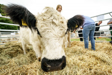 Okosak a marhák, rászoktak a vécéhasználatra