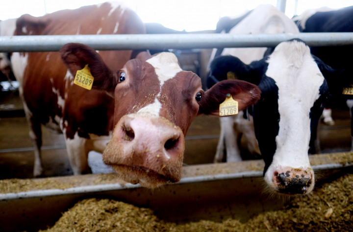 Holstein-fríz tehén egy lipcsei tehenészetben – Fotó: Sebastian Willnow / AFP