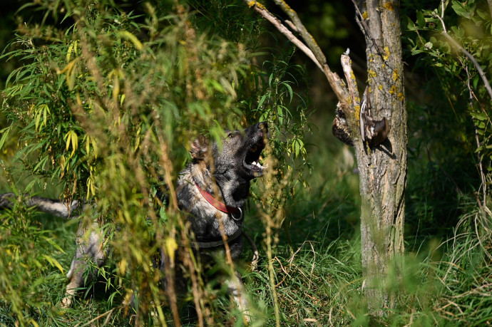 Húsz kiló, erős idegméreggel átitatott húst porcióztak ki a ragadozó madarak megölésére