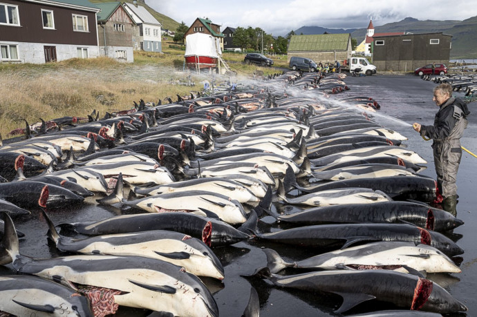 Több mint 1400 delfint mészároltak le a Feröer szigeteken úgynevezett „hagyományból”