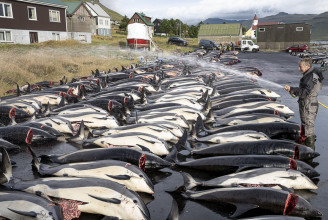 Több mint 1400 delfint mészároltak le a Feröer szigeteken úgynevezett „hagyományból”
