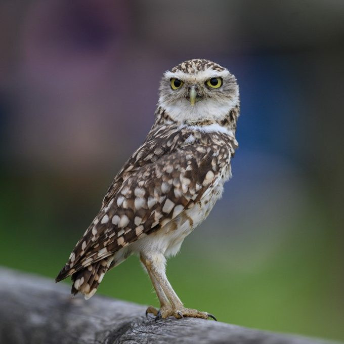 Héja és a galamb típusú jegybankárt biztosan ismersz, de ki lehet a bagoly?