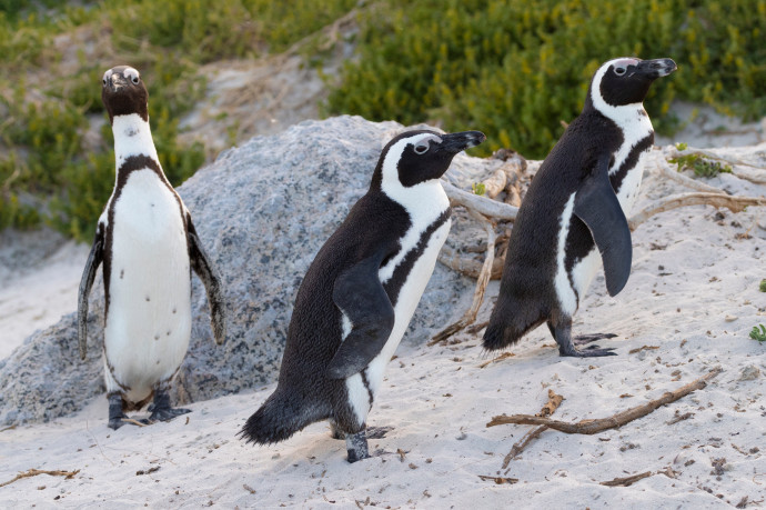 Több tucat pápaszemes pingvinnel végzett egy méhraj Dél-Afrikában