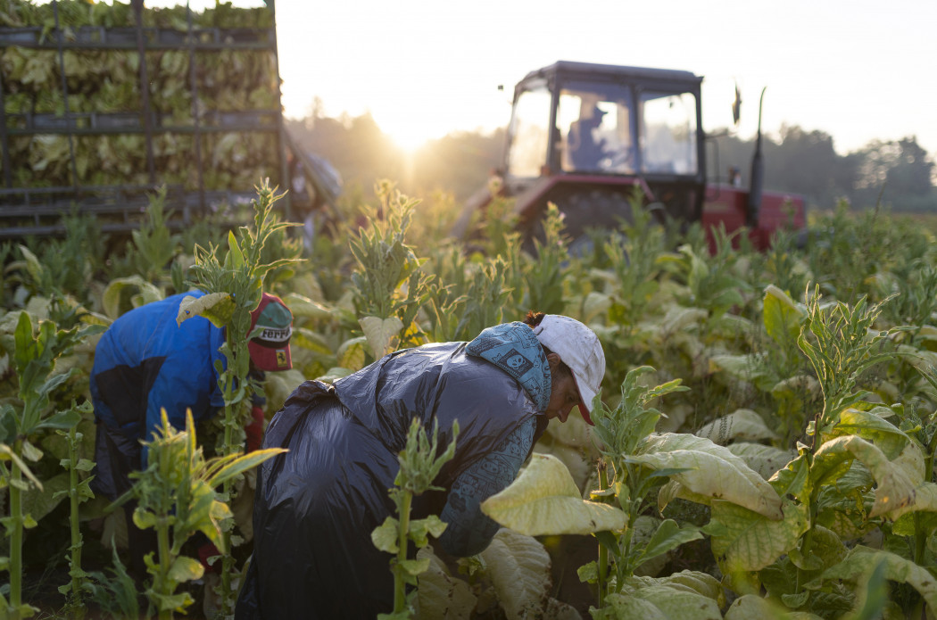 Dolgozók törik a dohányt a Fejértó Szövetkezet földjén, a Szabolcs-Szatmár-Bereg megyei Ófehértón 2020. szeptember 16-án – Fotó: Balázs Attila / MTI
