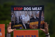 Betilthatják a kutyahúsevést Dél-Koreában