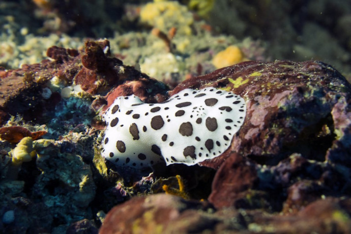 Nincs más választásunk, mint feltúrni a tengereket az ásványkincsekért?
