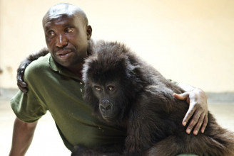 Elpusztult a gondozója szelfijével híressé vált gorilla