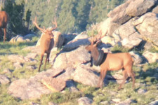 Két év után kiszabadult a gumiabronccsal a nyakán élő, coloradói szarvas